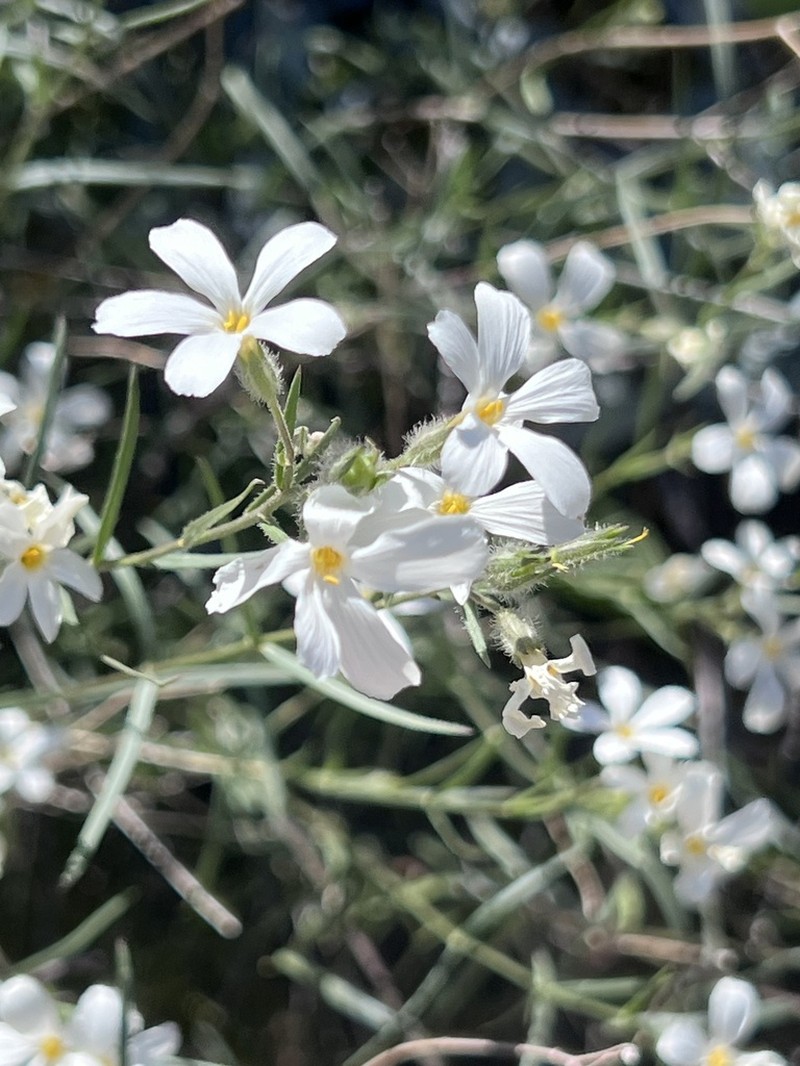Santa Catalina Mountain Phlox photo 5