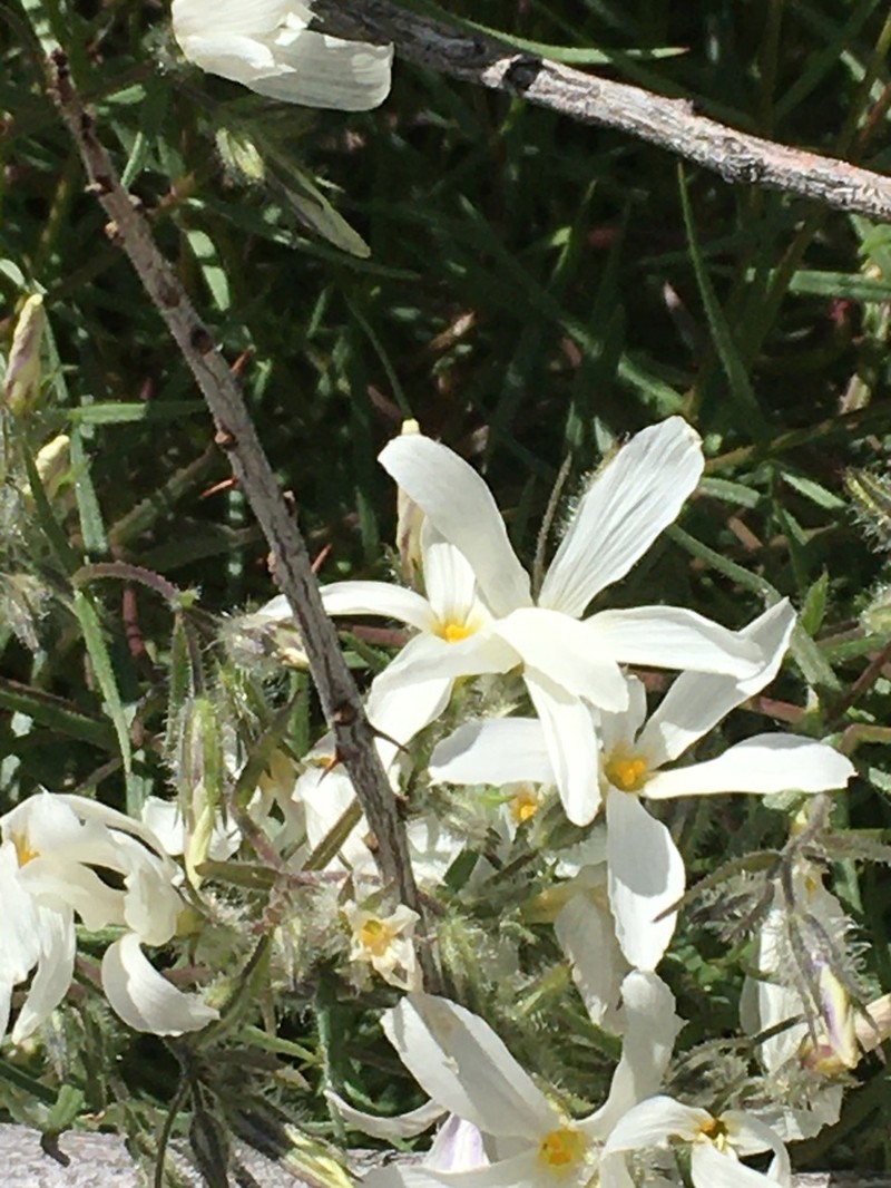 Santa Catalina Mountain Phlox photo 6