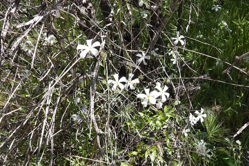 Santa Catalina Mountain Phlox photo 7