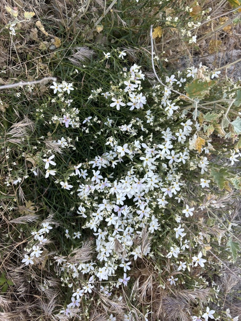 Santa Catalina Mountain Phlox photo 8