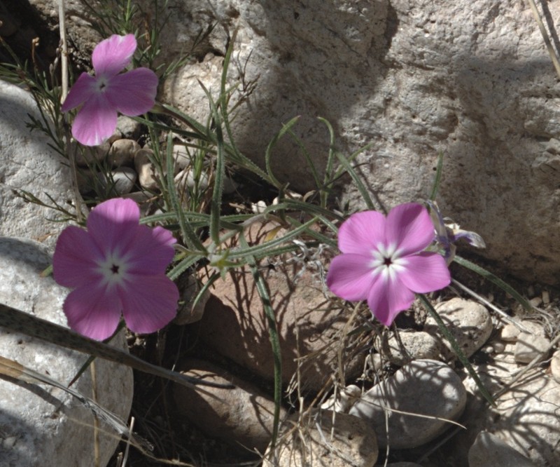 Threeseed Phlox