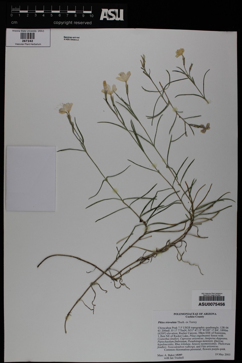 Threeseed Phlox