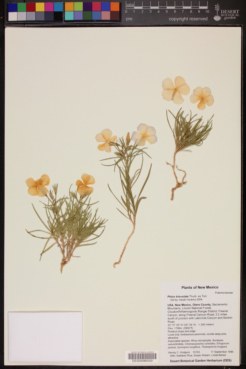 Threeseed Phlox photo 2
