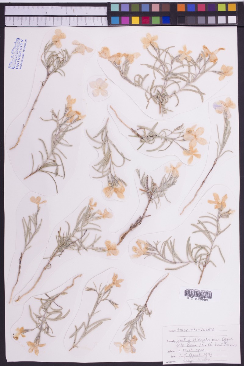 Threeseed Phlox photo 3