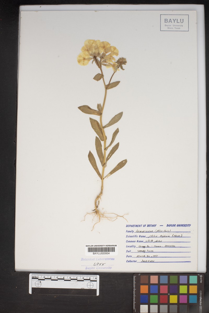 Phlox variabilis subsp. latisepala photo 3