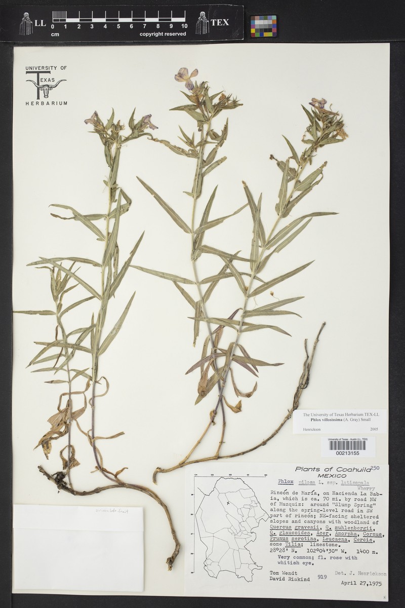 Phlox variabilis subsp. latisepala