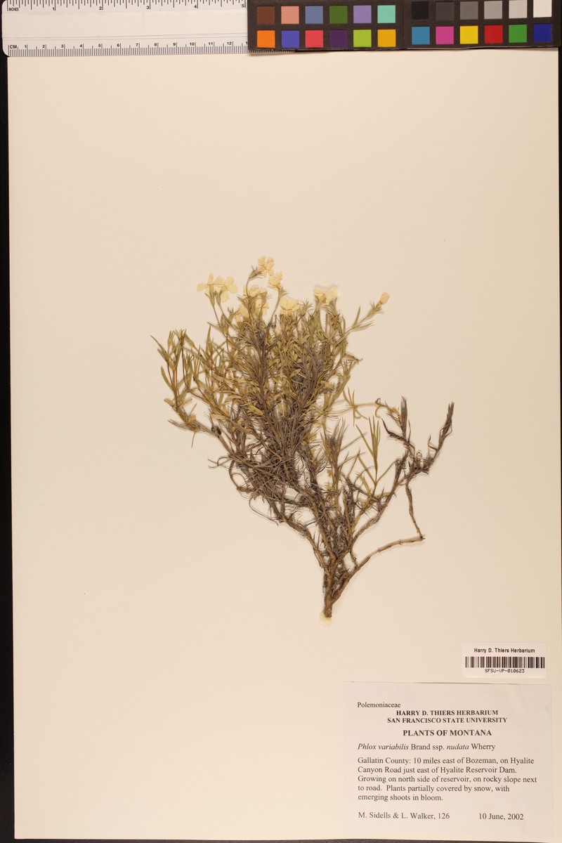Phlox variabilis subsp. nudata