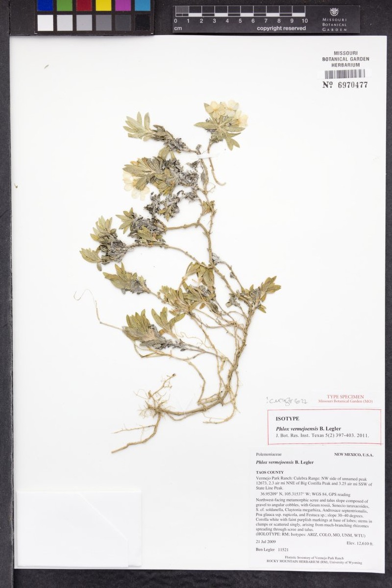 Vermejo Phlox