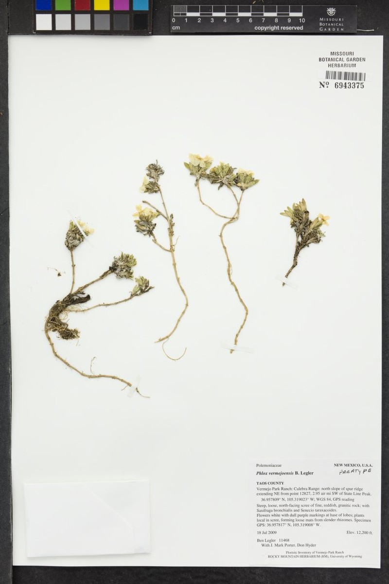 Vermejo Phlox photo 2