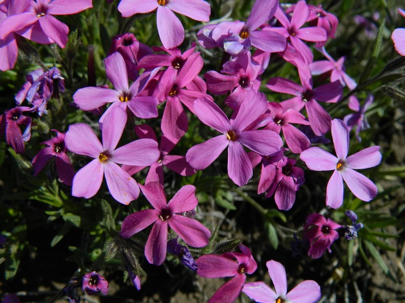 Sticky Phlox
