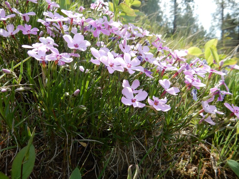 Sticky Phlox photo 2