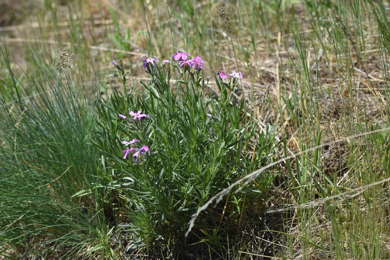 Sticky Phlox photo 3