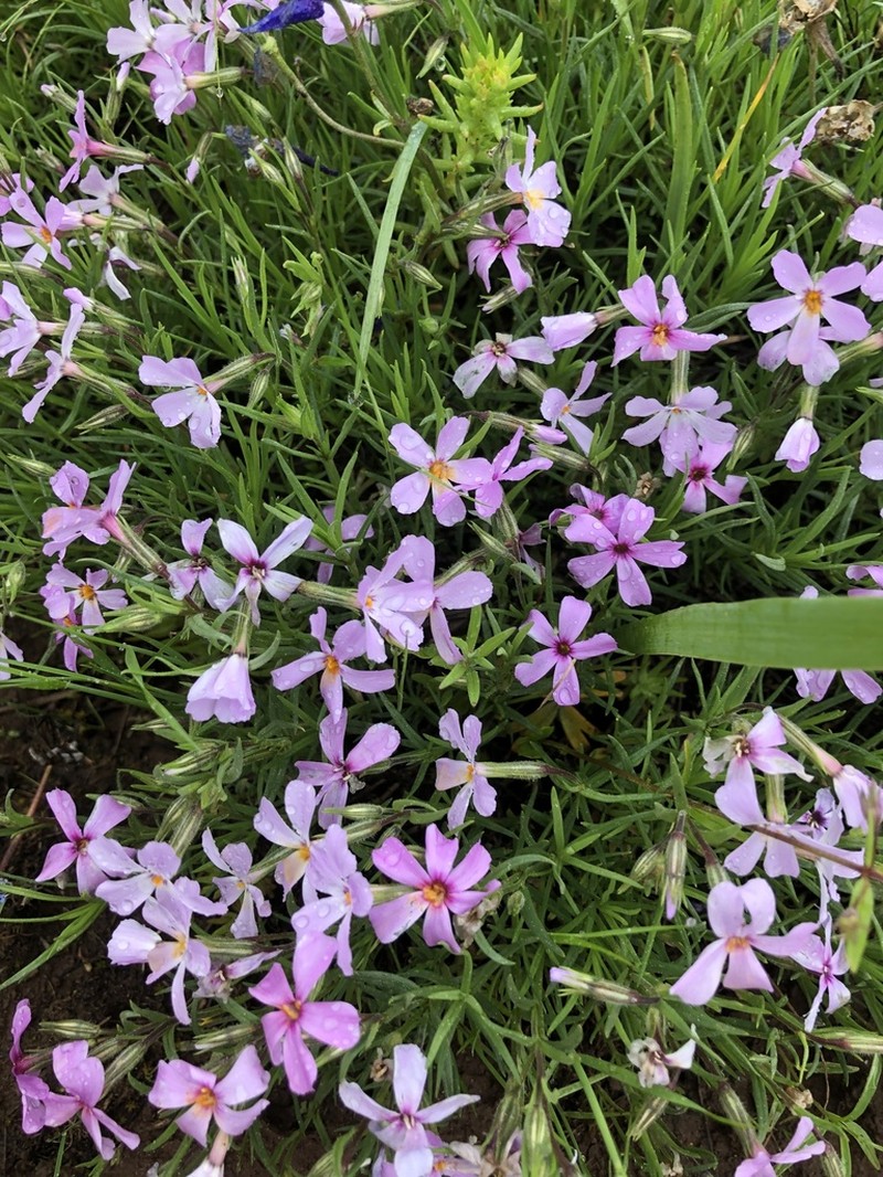 Sticky Phlox photo 4
