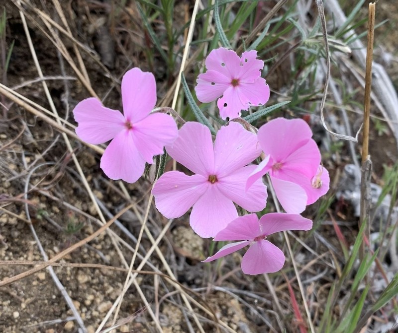 Sticky Phlox photo 5