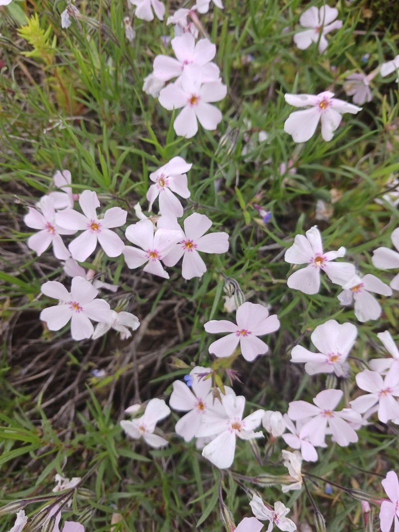 Sticky Phlox photo 6
