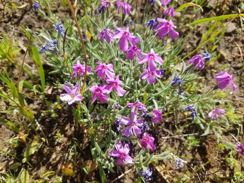 Sticky Phlox photo 7