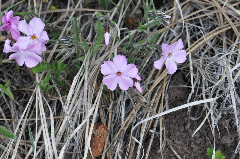 Sticky Phlox photo 8