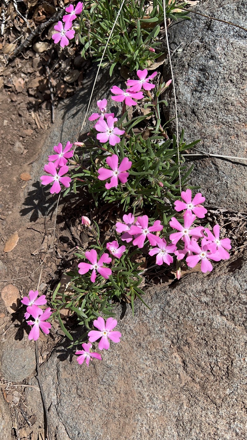 Phlox woodhousei