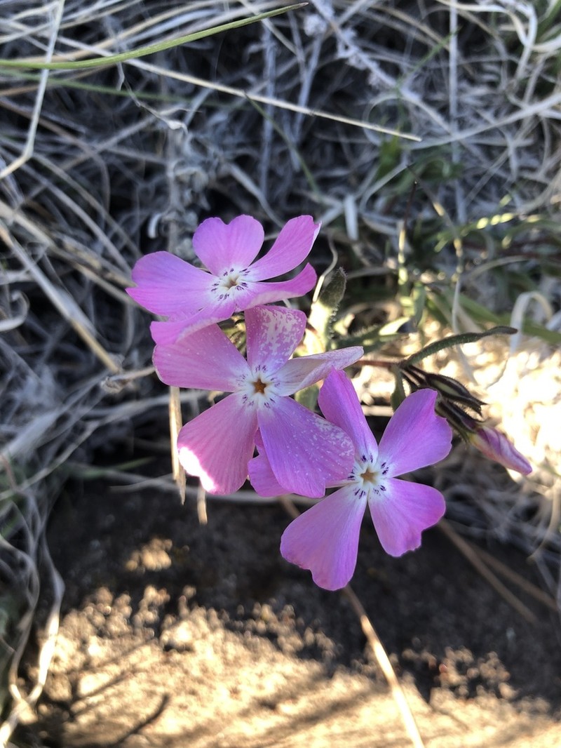 Phlox woodhousei photo 2