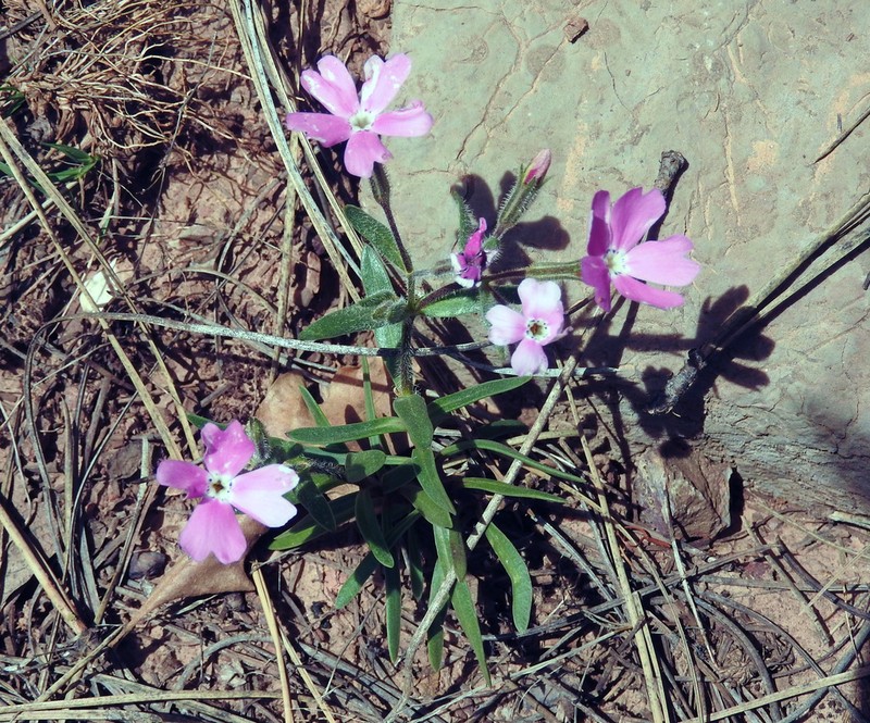 Phlox woodhousei photo 3