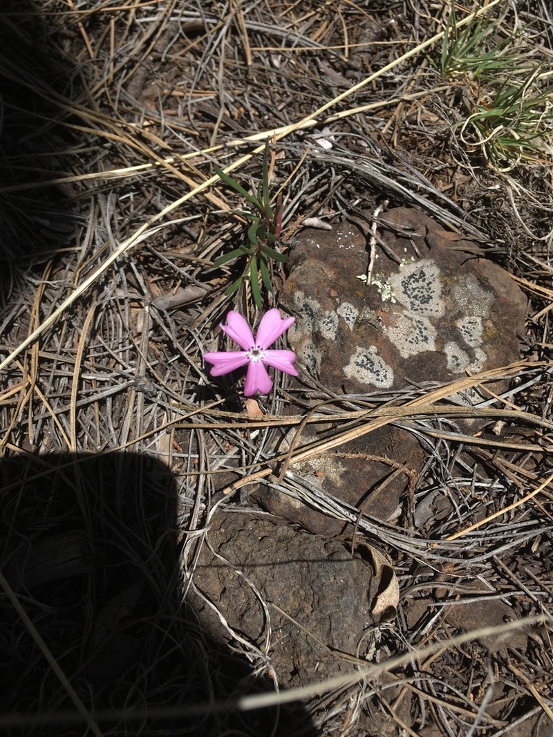 Phlox woodhousei photo 4