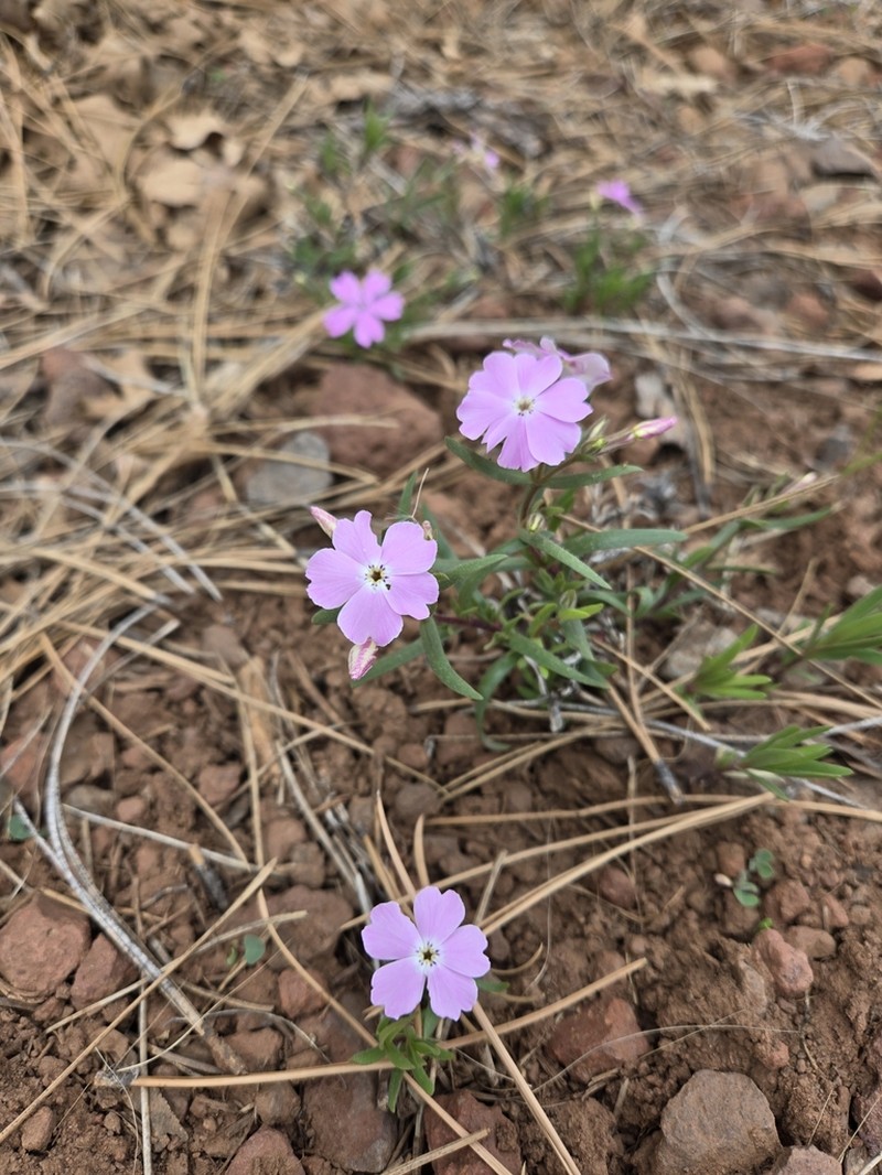Phlox woodhousei photo 5