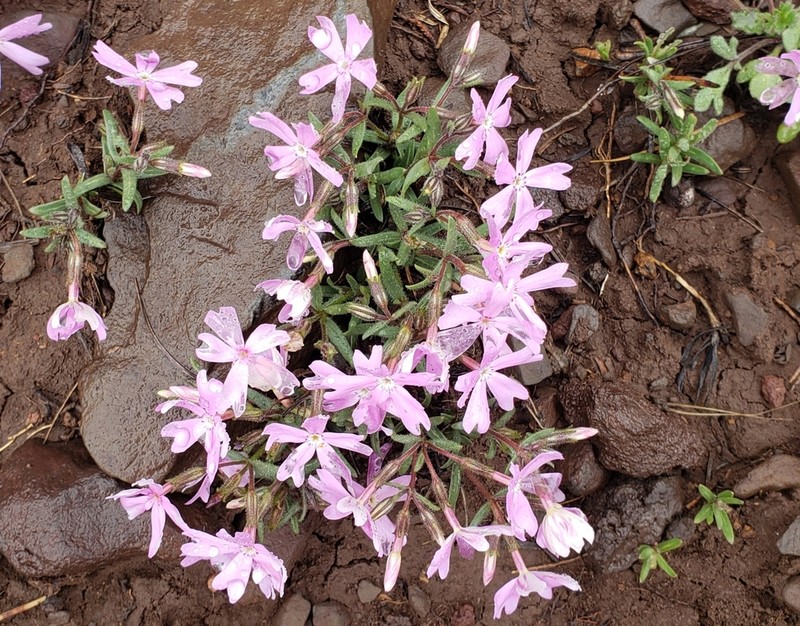 Phlox woodhousei photo 6