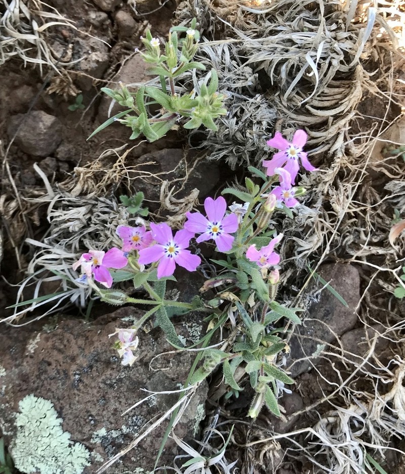 Phlox woodhousei photo 7