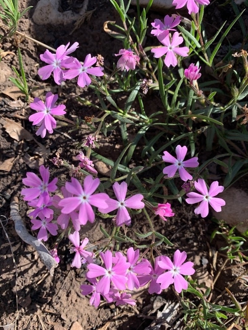 Phlox woodhousei photo 8