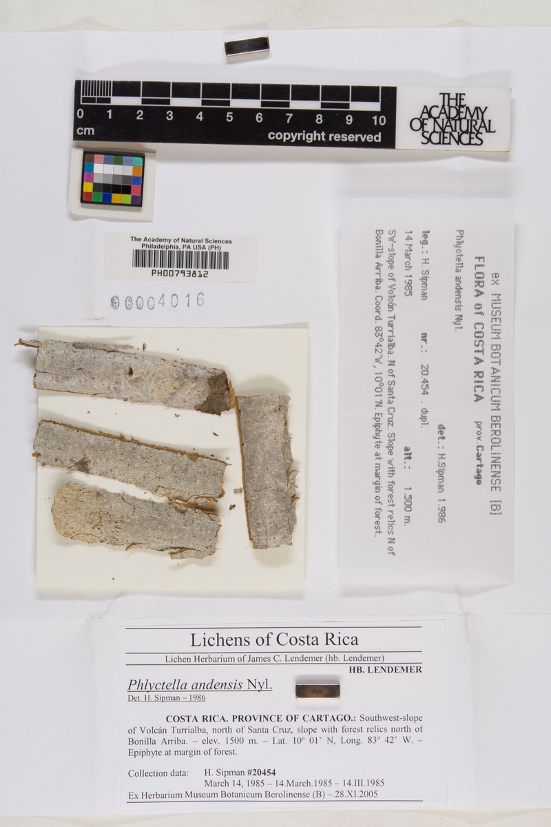 Phlyctella Lichen