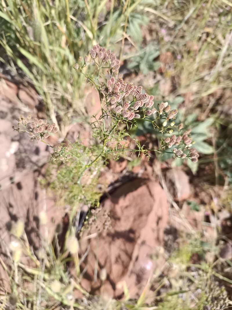 Phlyctidocarpa flava photo 2