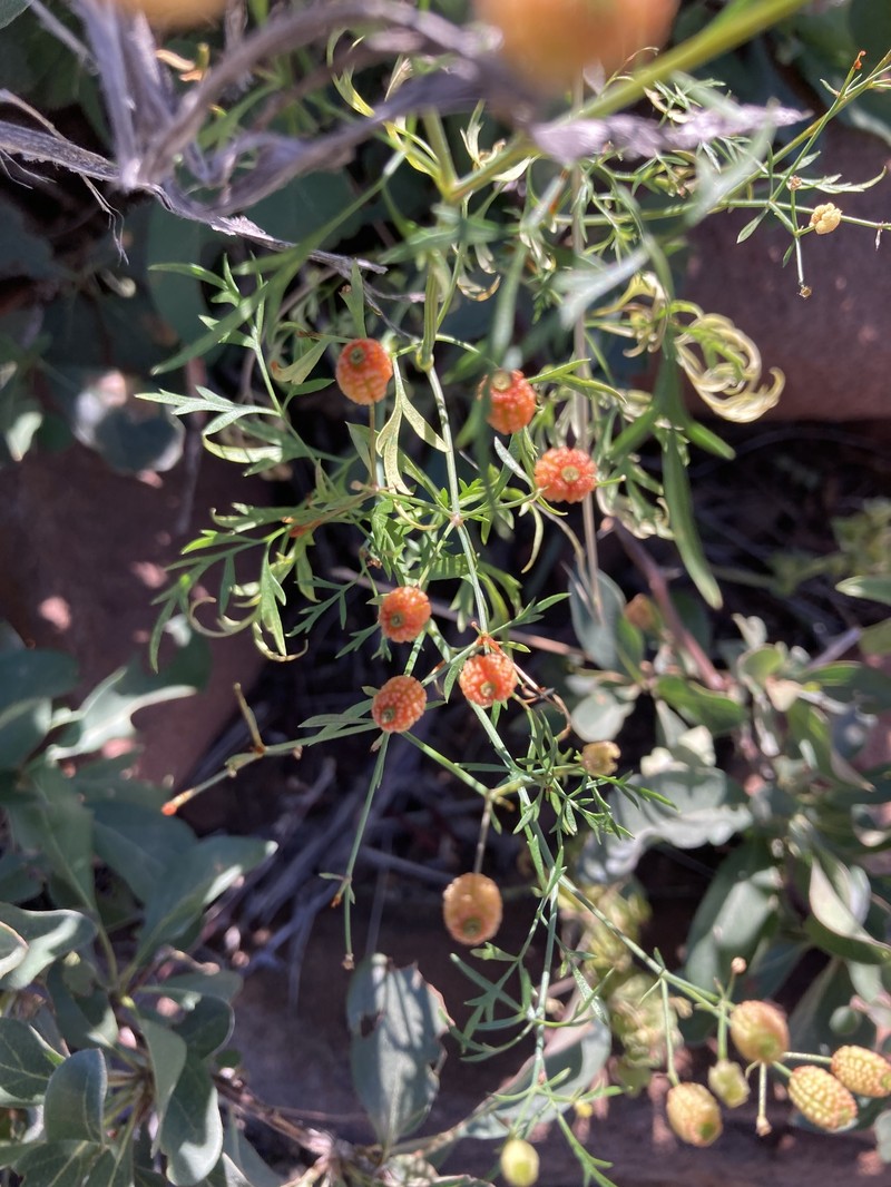 Phlyctidocarpa flava photo 3