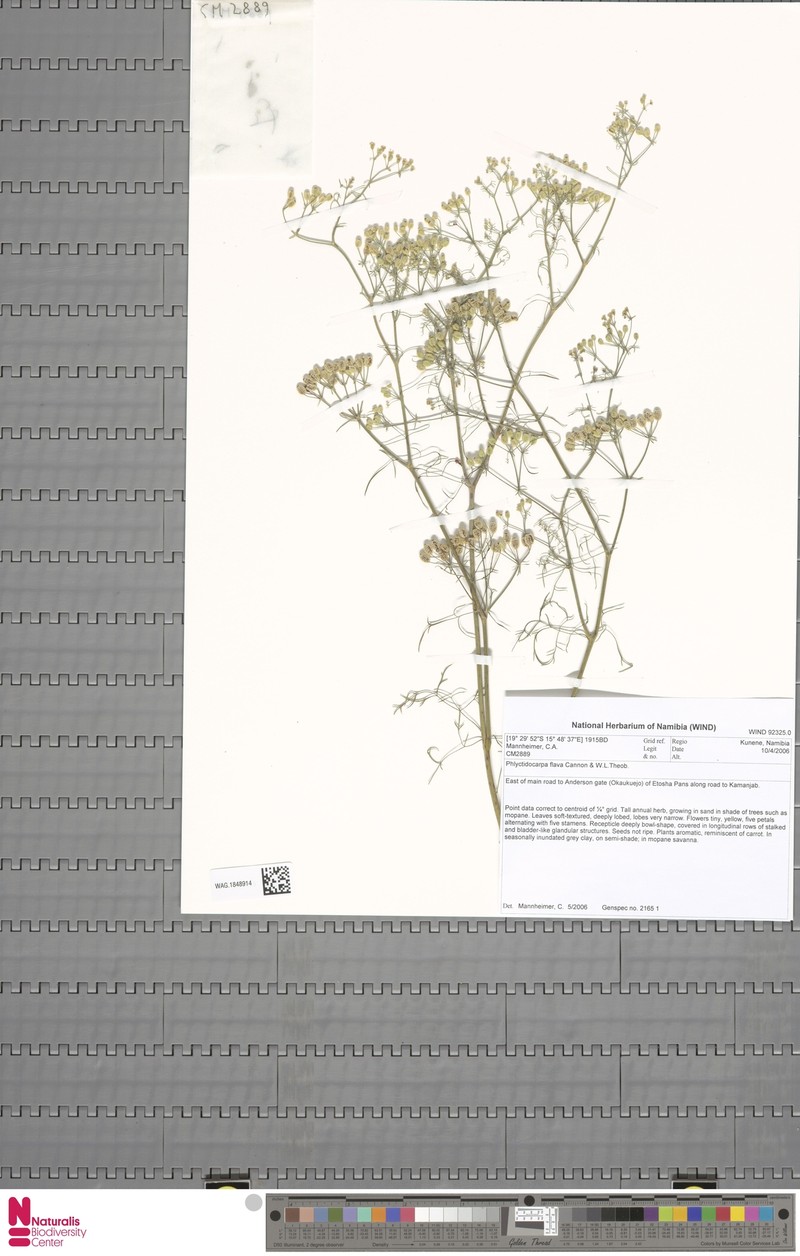 Phlyctidocarpa flava photo 4