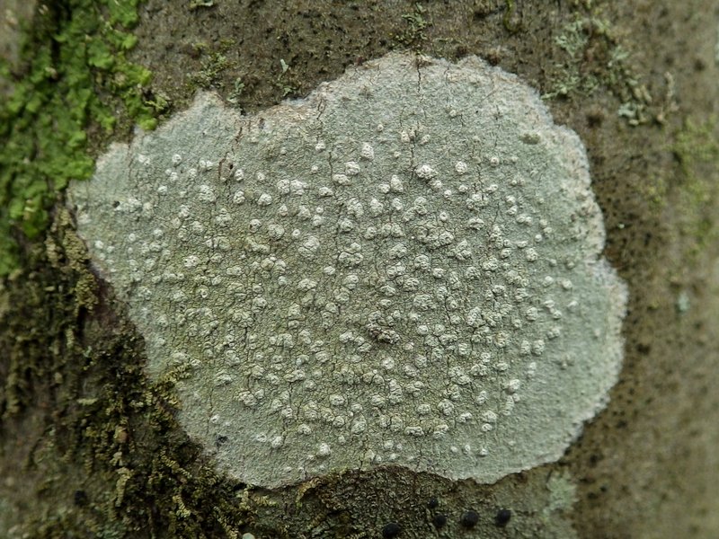 Blemished Lichen