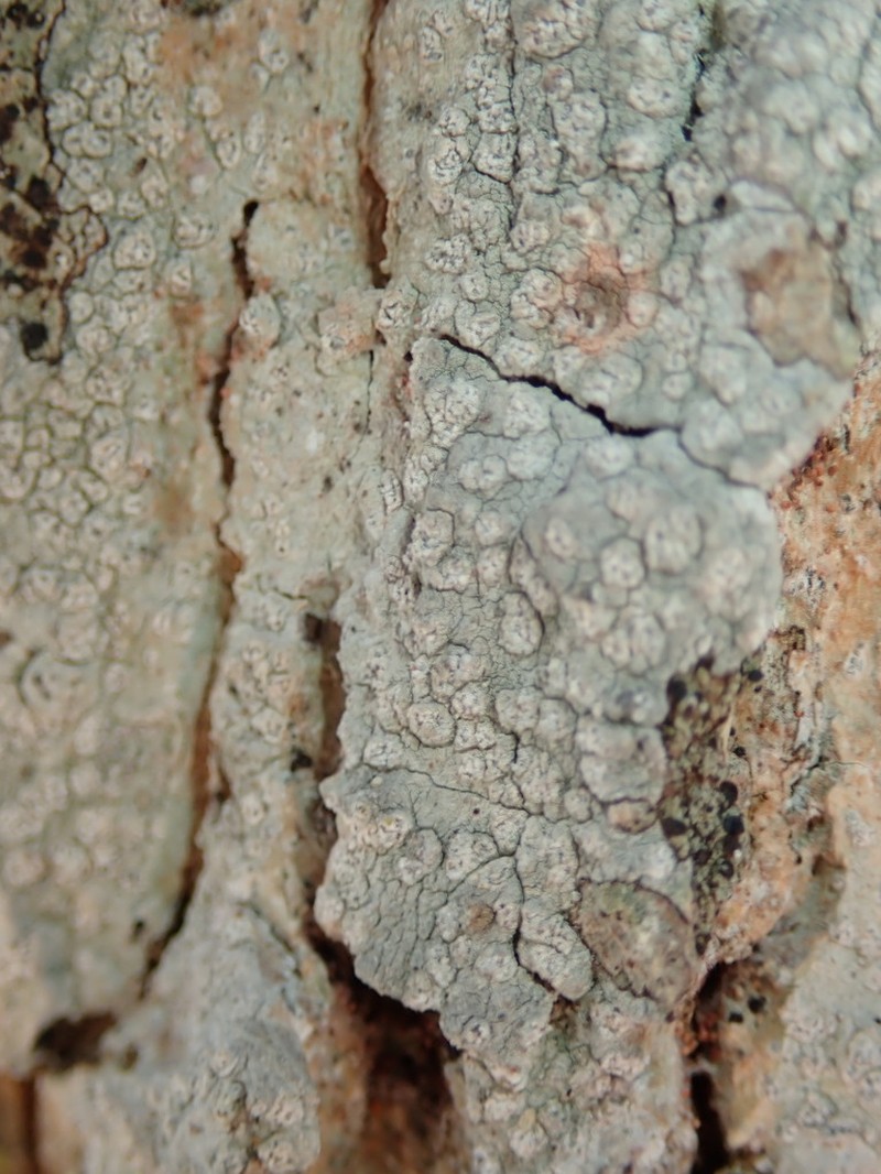 Blemished Lichen