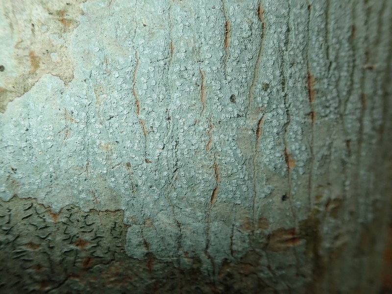 Blemished Lichen photo 2