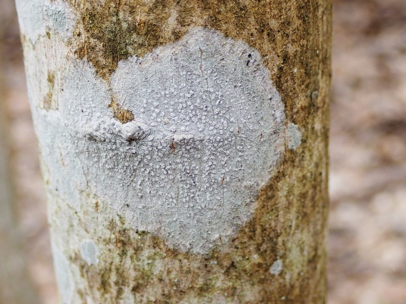 Blemished Lichen photo 3