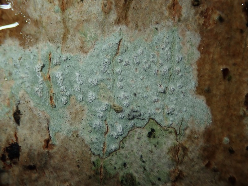 Blemished Lichen photo 4