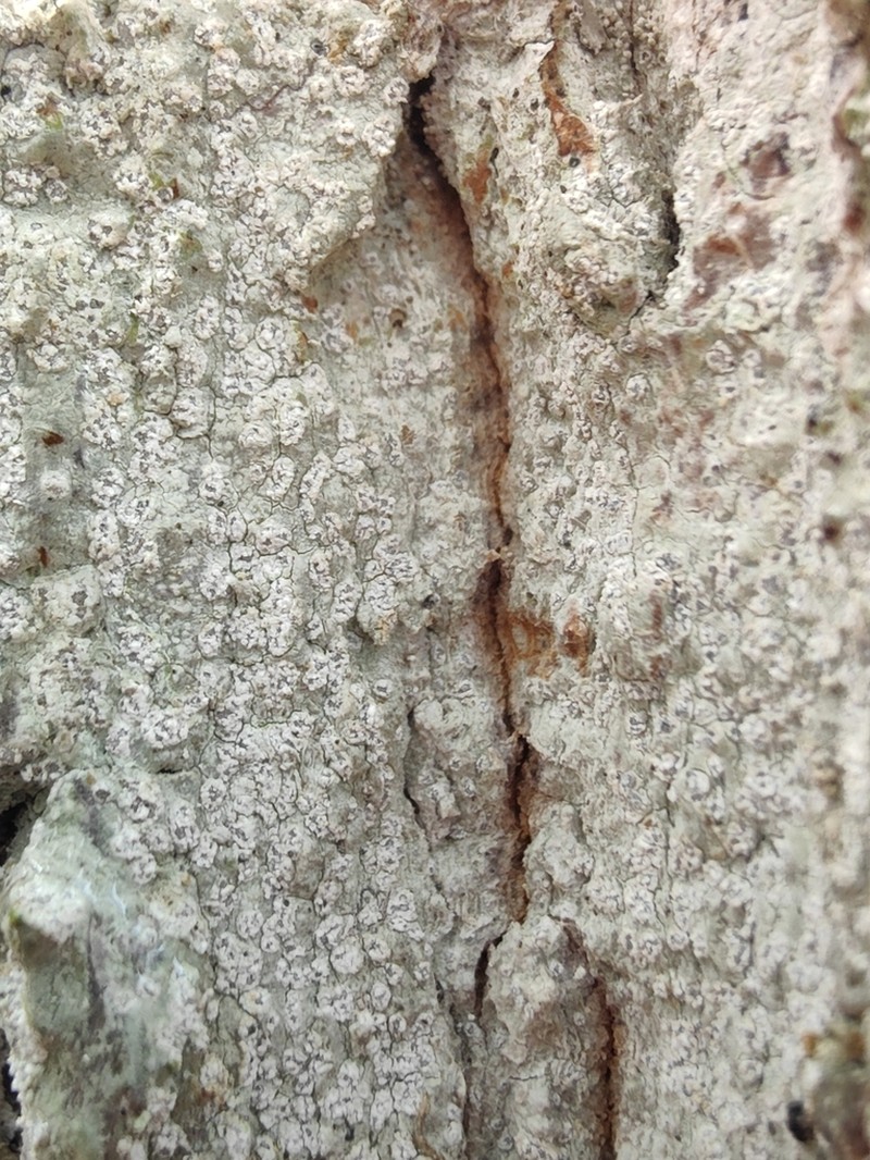 Blemished Lichen photo 5