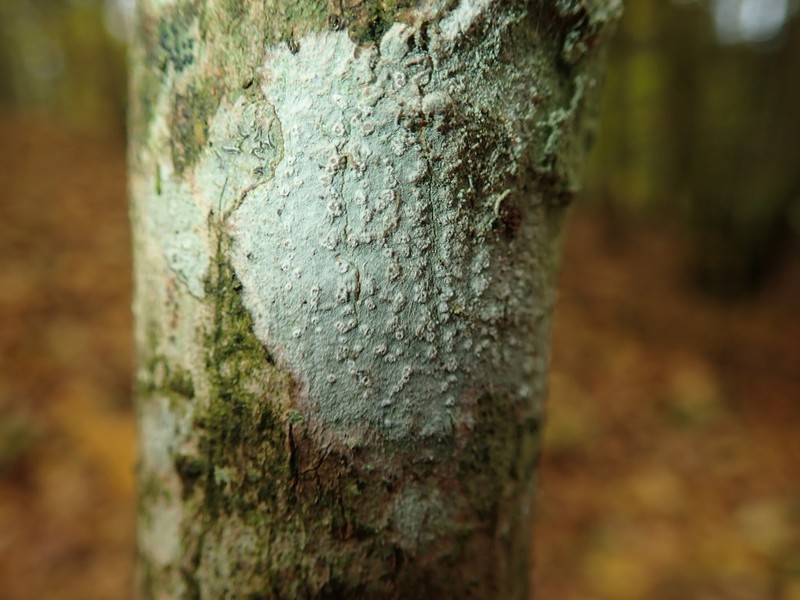 Blemished Lichen photo 7