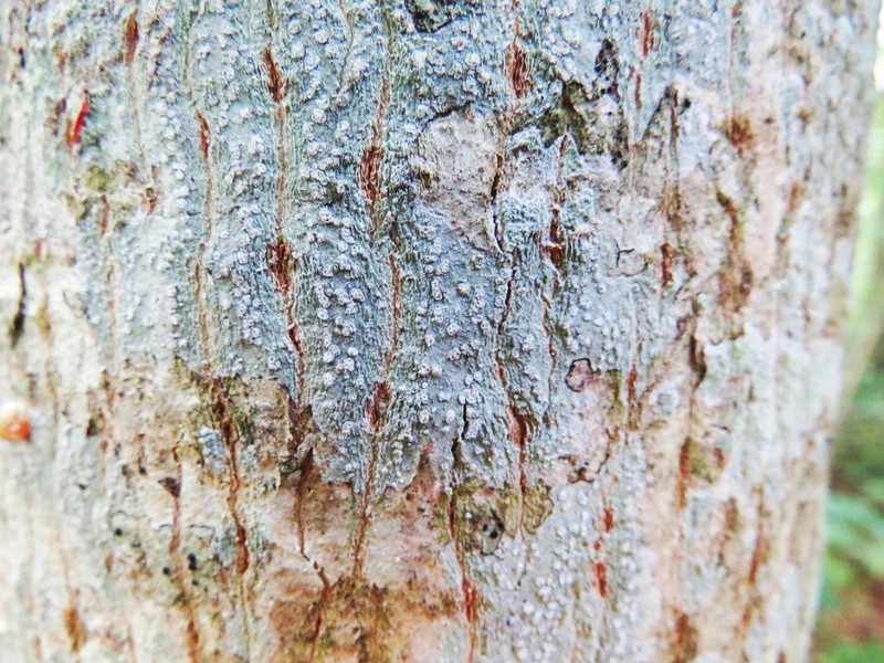 Blemished Lichen photo 8