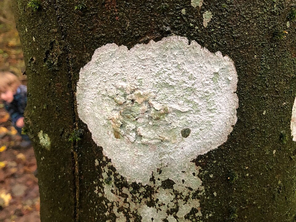 Blemished Lichen
