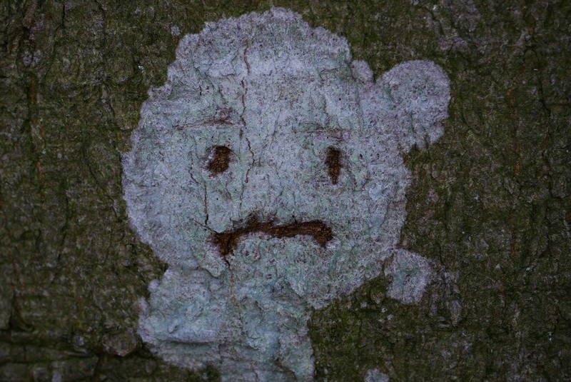 Blemished Lichen photo 2