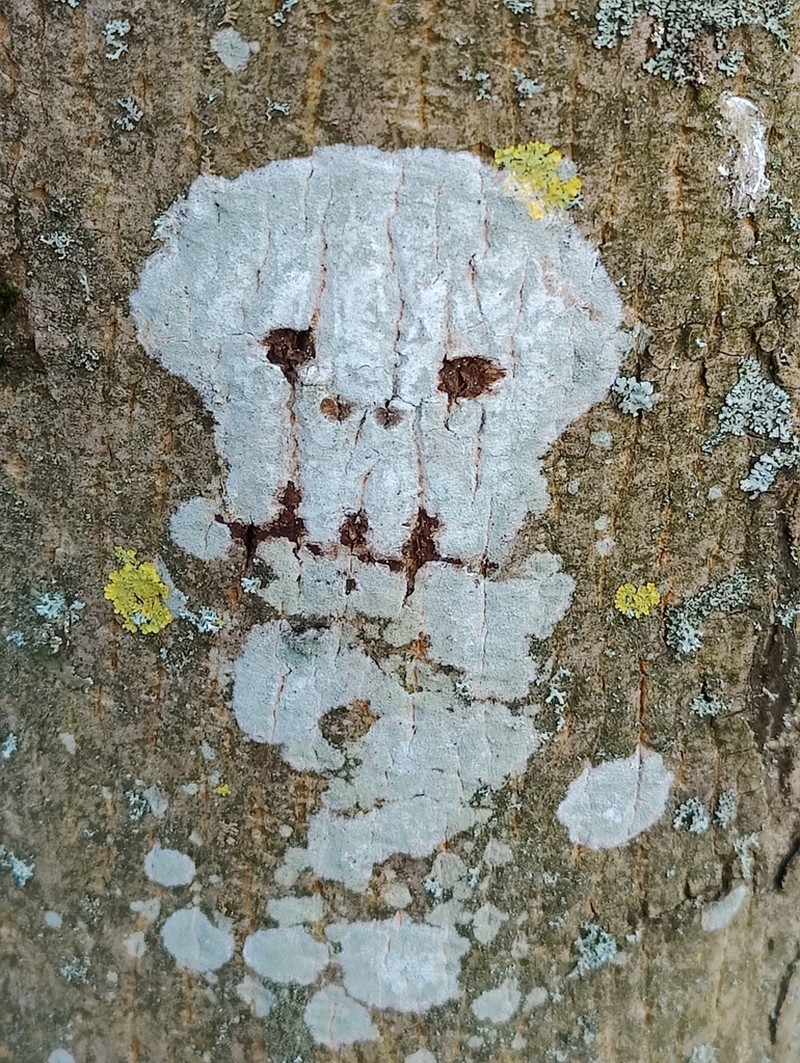 Blemished Lichen photo 3