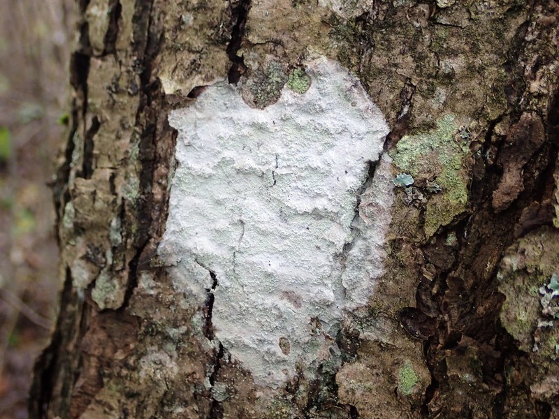 Blemished Lichen photo 4