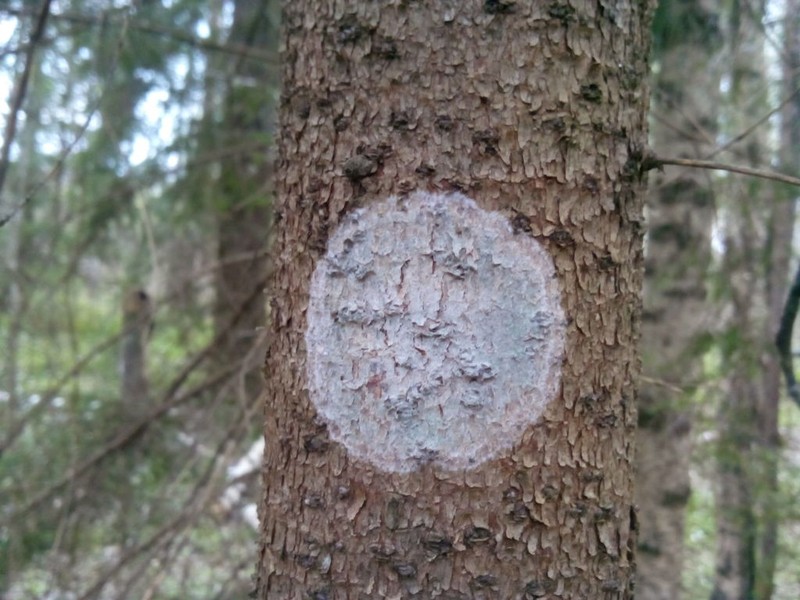 Blemished Lichen photo 5