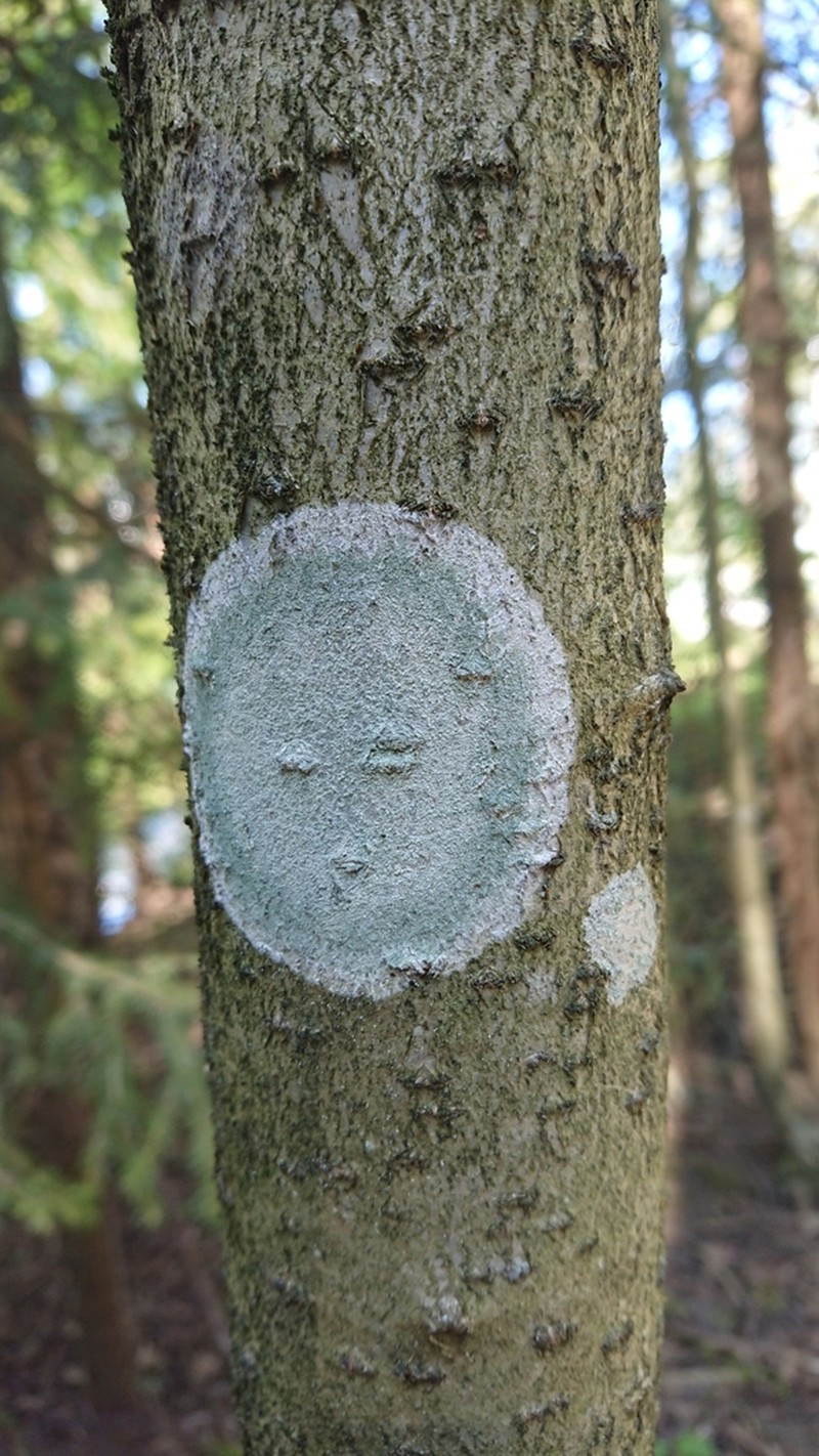 Blemished Lichen photo 6