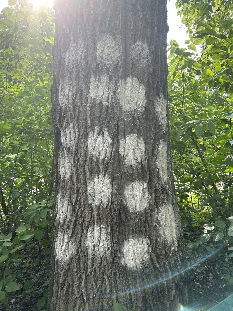 Blemished Lichen photo 7