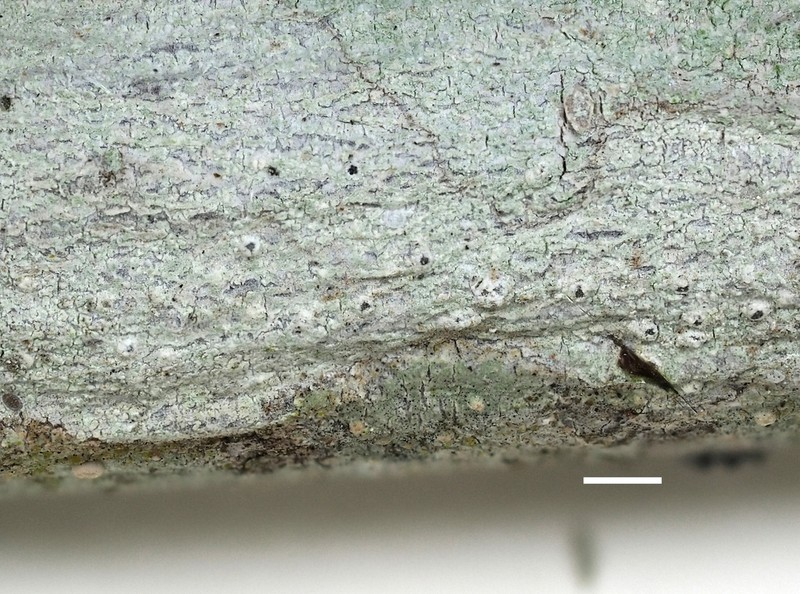Blemished Lichen