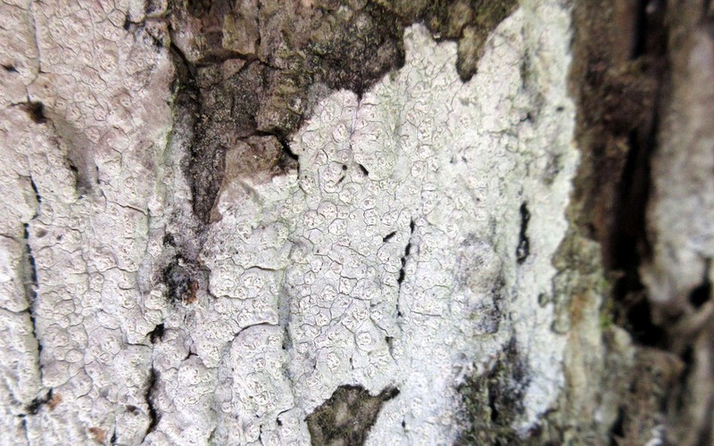 Blemished Lichen photo 2